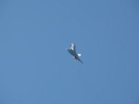 Typhoon 1M9O3210