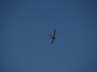 Typhoon 1M9O3256
